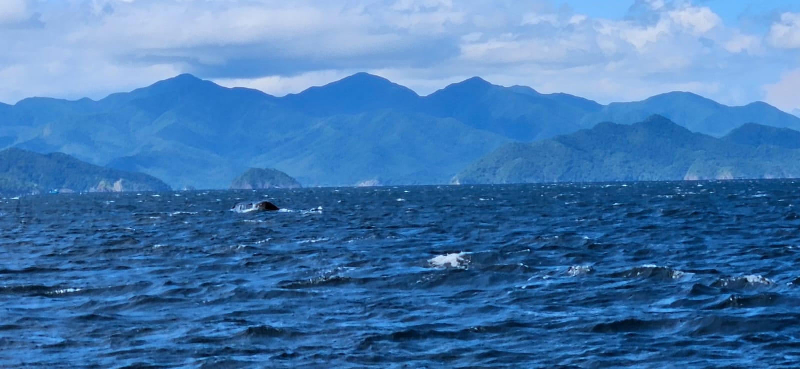 Avistamiento de Ballenas